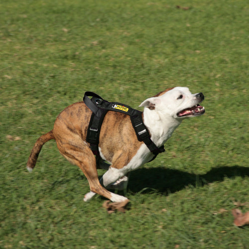 Flyball Harness 1