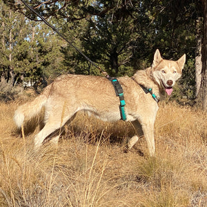 Urban Trail® Adjustable Harness, Ready-To-Go Sizes!