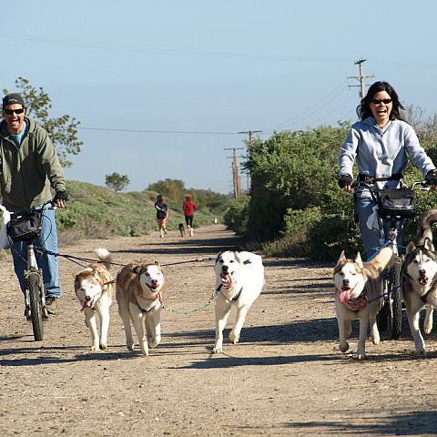 Bikejoring leash sales