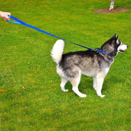 Standard Leash, 5 Foot - Made in the USA!